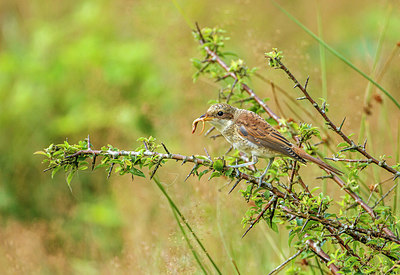 BUITEN BEELD Foto: 253273