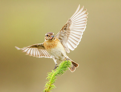 BUITEN BEELD Foto: 253283