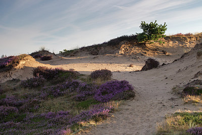 BUITEN BEELD Foto: 253313