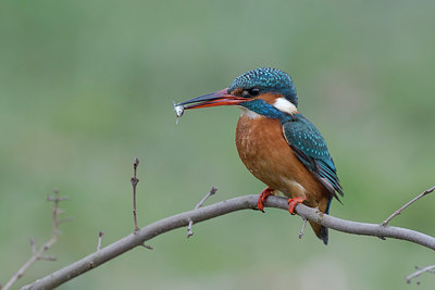 BUITEN BEELD Foto: 253332