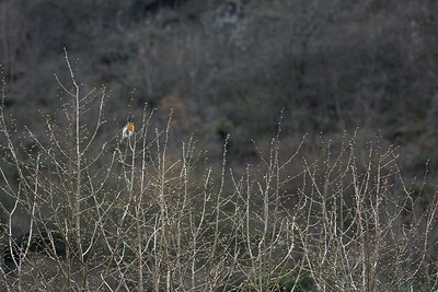 BUITEN BEELD Foto: 253345