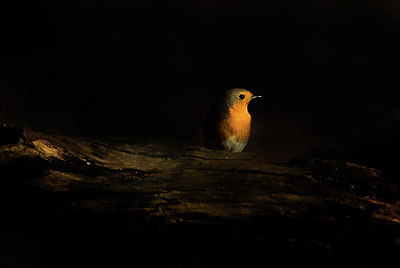BUITEN BEELD Foto: 253349