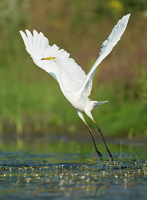 BUITEN BEELD Foto: 253359