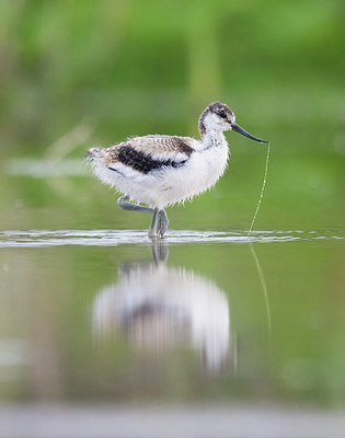 BUITEN BEELD Foto: 253363
