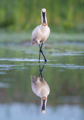 BUITEN BEELD Foto: 253371