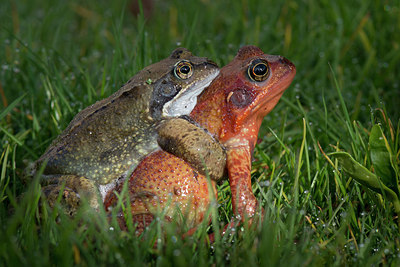 BUITEN BEELD Foto: 253392