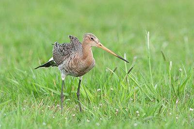 BUITEN BEELD Foto: 253401