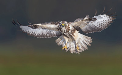 BUITEN BEELD Foto: 253406