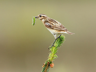 BUITEN BEELD Foto: 253431