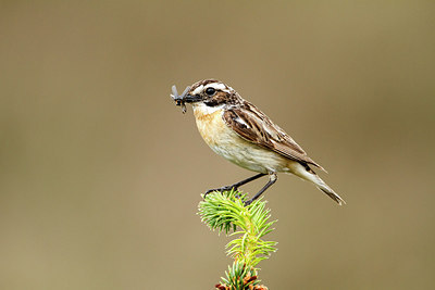 BUITEN BEELD Foto: 253432