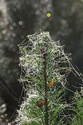 BUITEN BEELD Foto: 253434