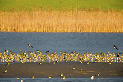 BUITEN BEELD Foto: 253454
