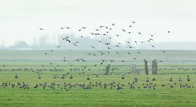 BUITEN BEELD Foto: 253455