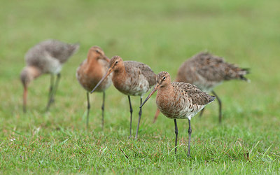 BUITEN BEELD Foto: 253474