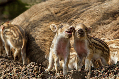 BUITEN BEELD Foto: 253489