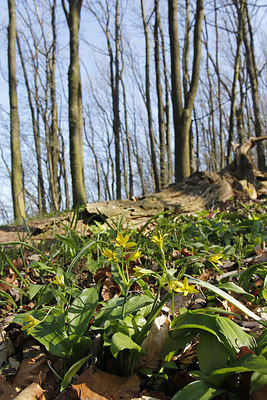 BUITEN BEELD Foto: 253503