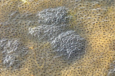 BUITEN BEELD Foto: 253510