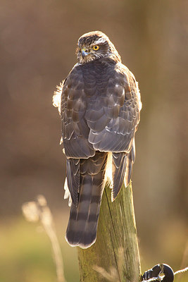 BUITEN BEELD Foto: 253534