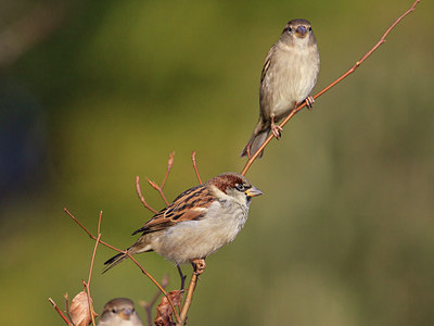 BUITEN BEELD Foto: 253537