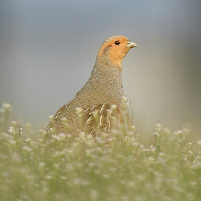 BUITEN BEELD Foto: 253540