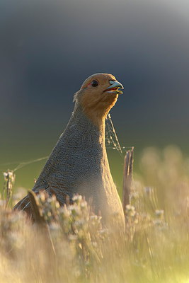 BUITEN BEELD Foto: 253542