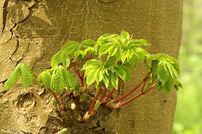 BUITEN BEELD Foto: 253548