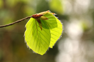 BUITEN BEELD Foto: 253556
