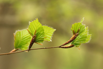 BUITEN BEELD Foto: 253557