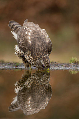 BUITEN BEELD Foto: 253569