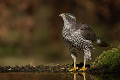 BUITEN BEELD Foto: 253570