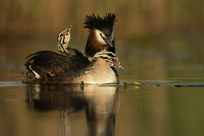 BUITEN BEELD Foto: 253574