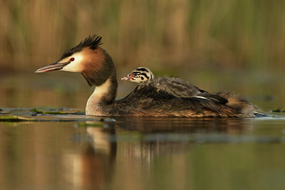 BUITEN BEELD Foto: 253575