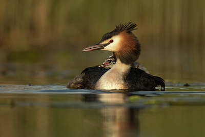 BUITEN BEELD Foto: 253576