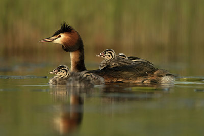 BUITEN BEELD Foto: 253577