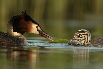 BUITEN BEELD Foto: 253578