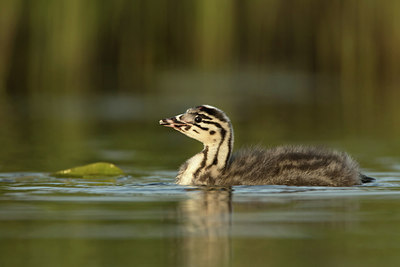 BUITEN BEELD Foto: 253582