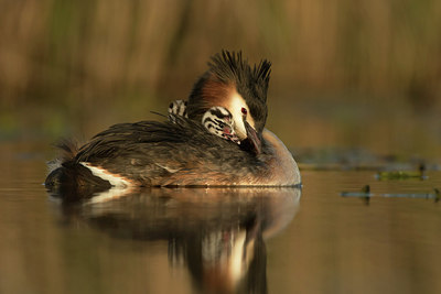 BUITEN BEELD Foto: 253583