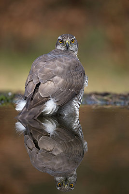 BUITEN BEELD Foto: 253586