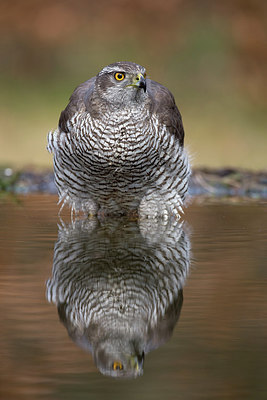 BUITEN BEELD Foto: 253588