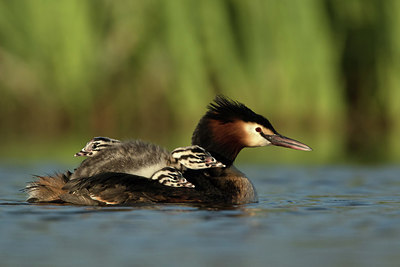 BUITEN BEELD Foto: 253593