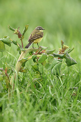 BUITEN BEELD Foto: 253603