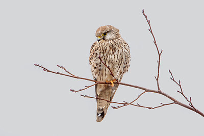 BUITEN BEELD Foto: 253609