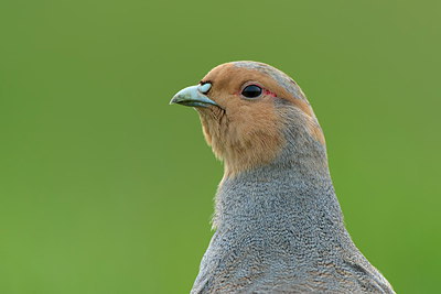 BUITEN BEELD Foto: 253613