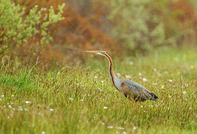 BUITEN BEELD Foto: 253616