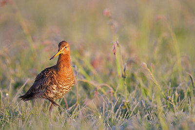 BUITEN BEELD Foto: 253624
