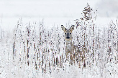 BUITEN BEELD Foto: 253630