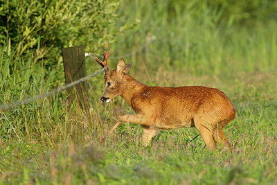 BUITEN BEELD Foto: 253632