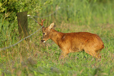 BUITEN BEELD Foto: 253633