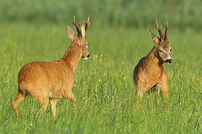BUITEN BEELD Foto: 253634