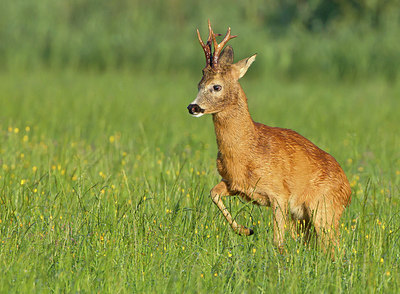 BUITEN BEELD Foto: 253635